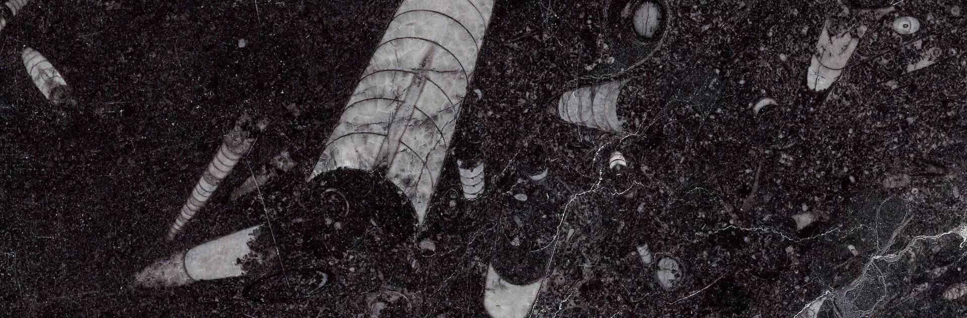 Schwarzer Fossilstein Nero Fossil von Villa Schmidt, Nahaufnahme des Musters mit fossilen Einschlüssen, technische Abbildung.