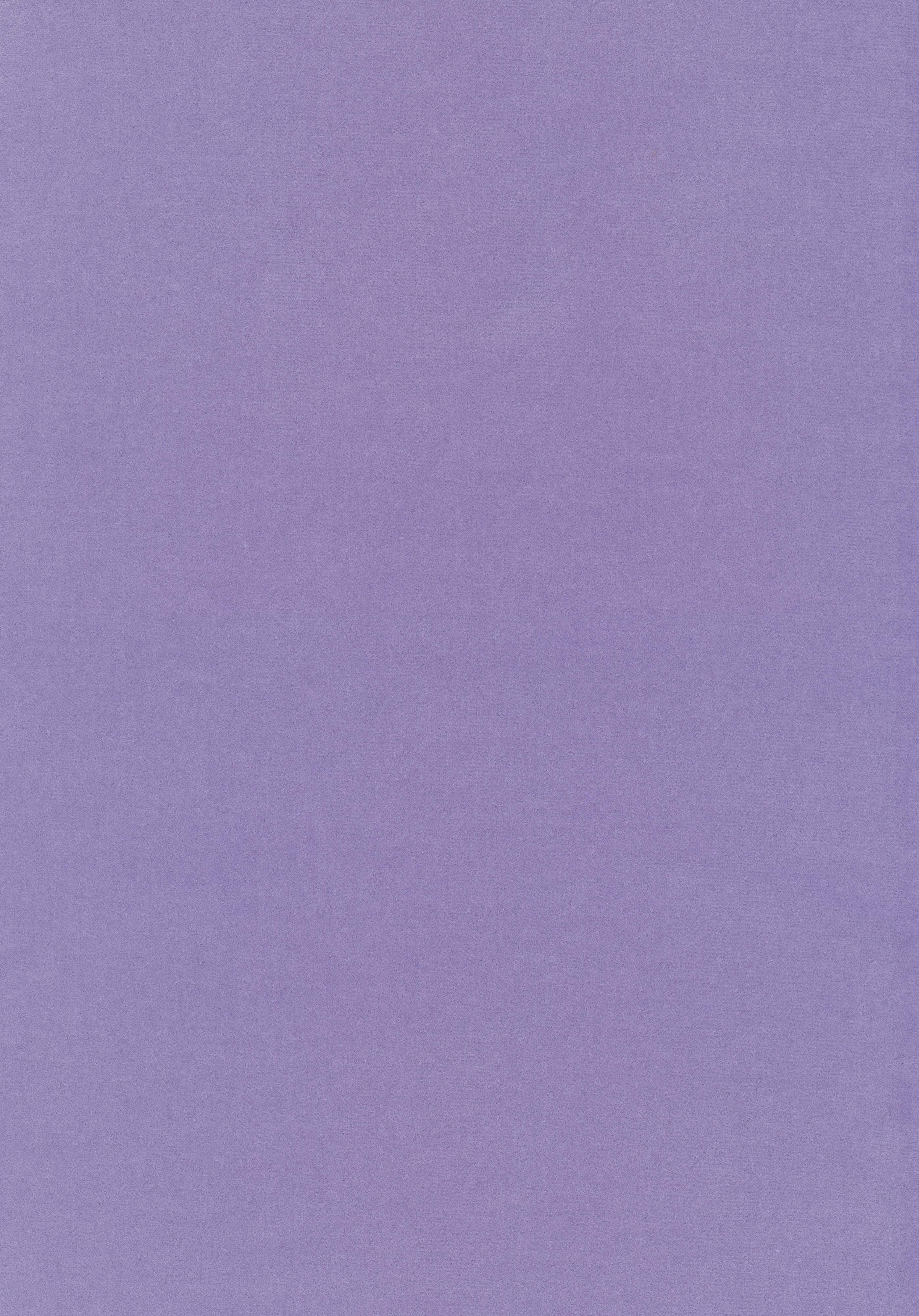 Kategorie W A7786 Harald - Viola Chiaro