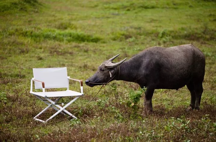 Ein Wasserbüffel steht auf einer Wiese und schnuppert an einem weißen Dedon Seax Kollektion Sessel.