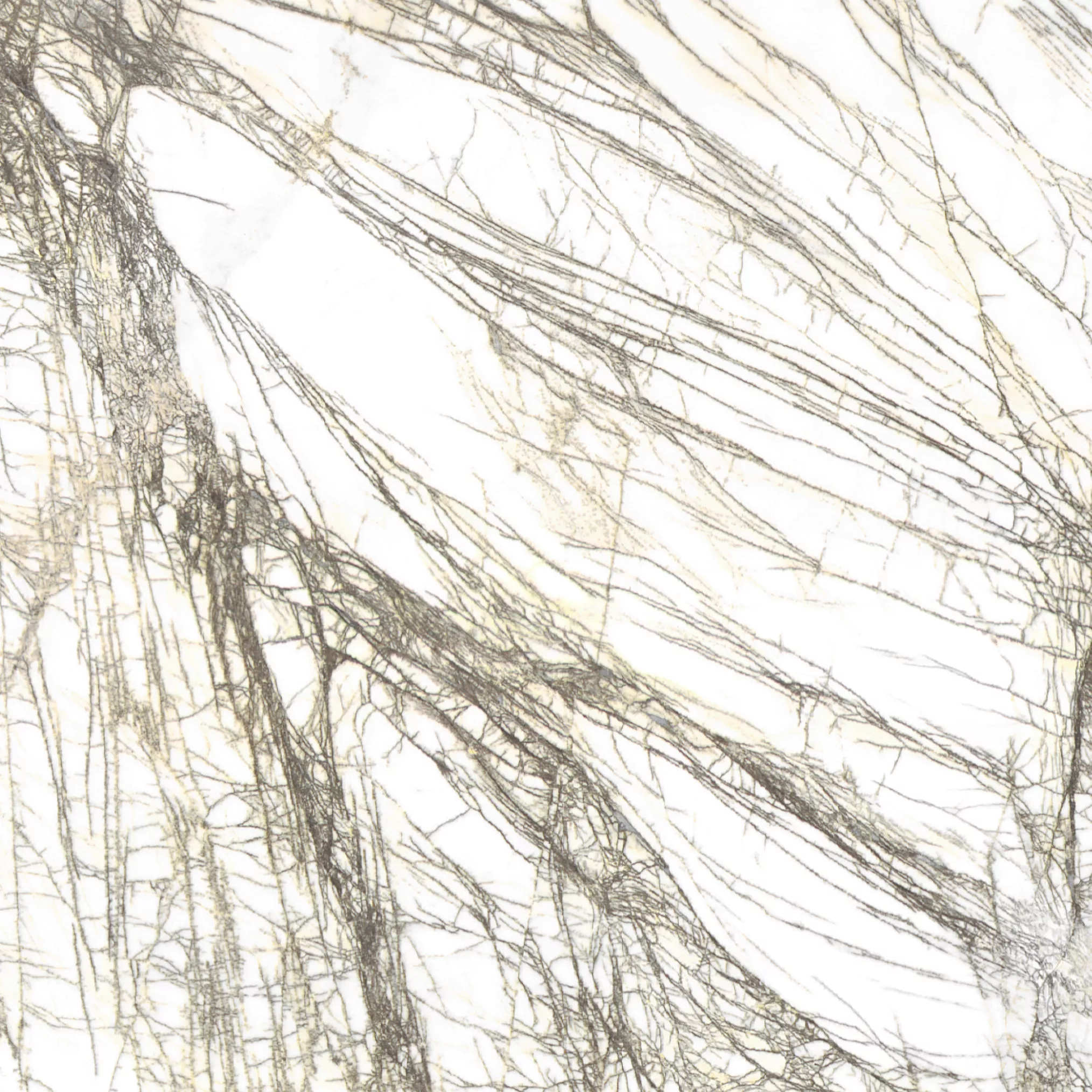 Kategorie 4 - Golden Raddix