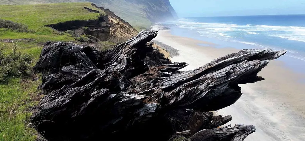 Küstenlandschaft mit altem Kauriholzstamm im Vordergrund, Meer und Klippen im Hintergrund unter blauem Himmel.