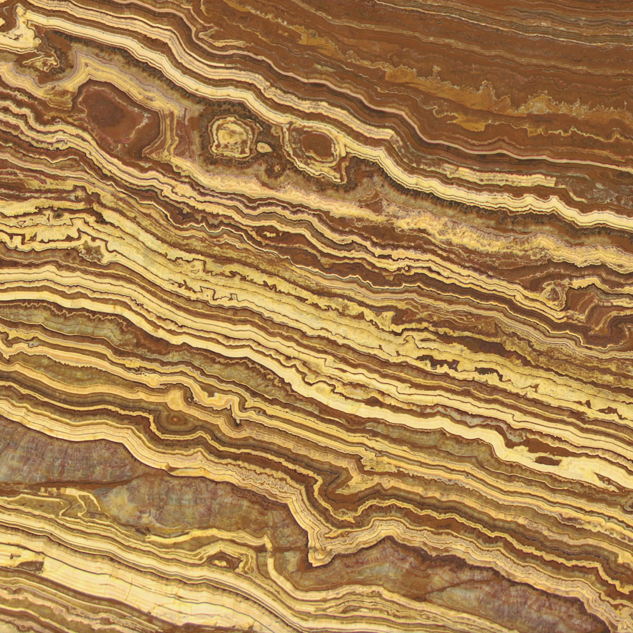 Kategorie 6 - Onice Tiger