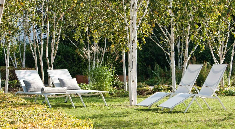 Fischer Möbel Atlantic Loungegruppe in Weiß auf einer grünen Wiese unter Birken, bestehend aus zwei Liegen und einem Tisch, in entspannter Gartenatmosphäre.