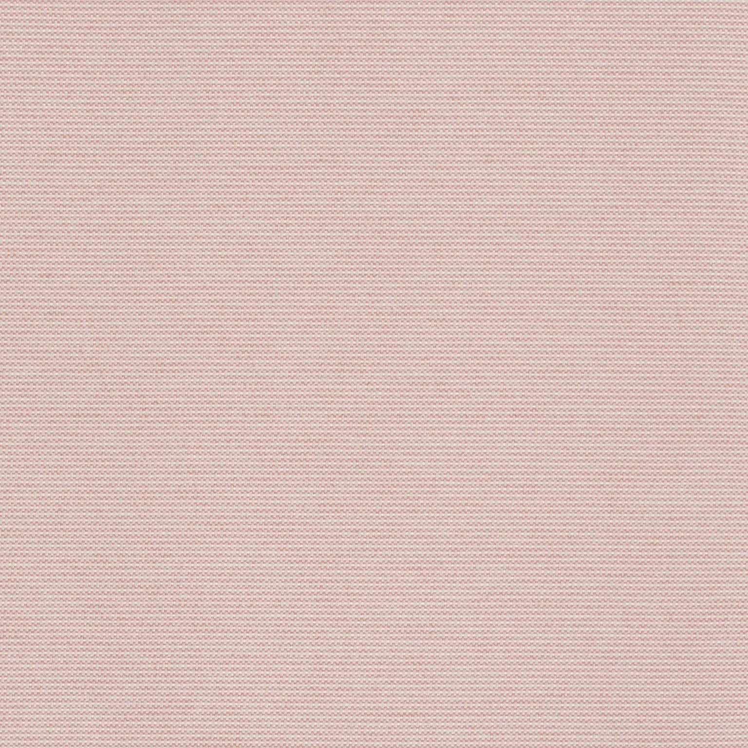Kvadrat Patio Rose