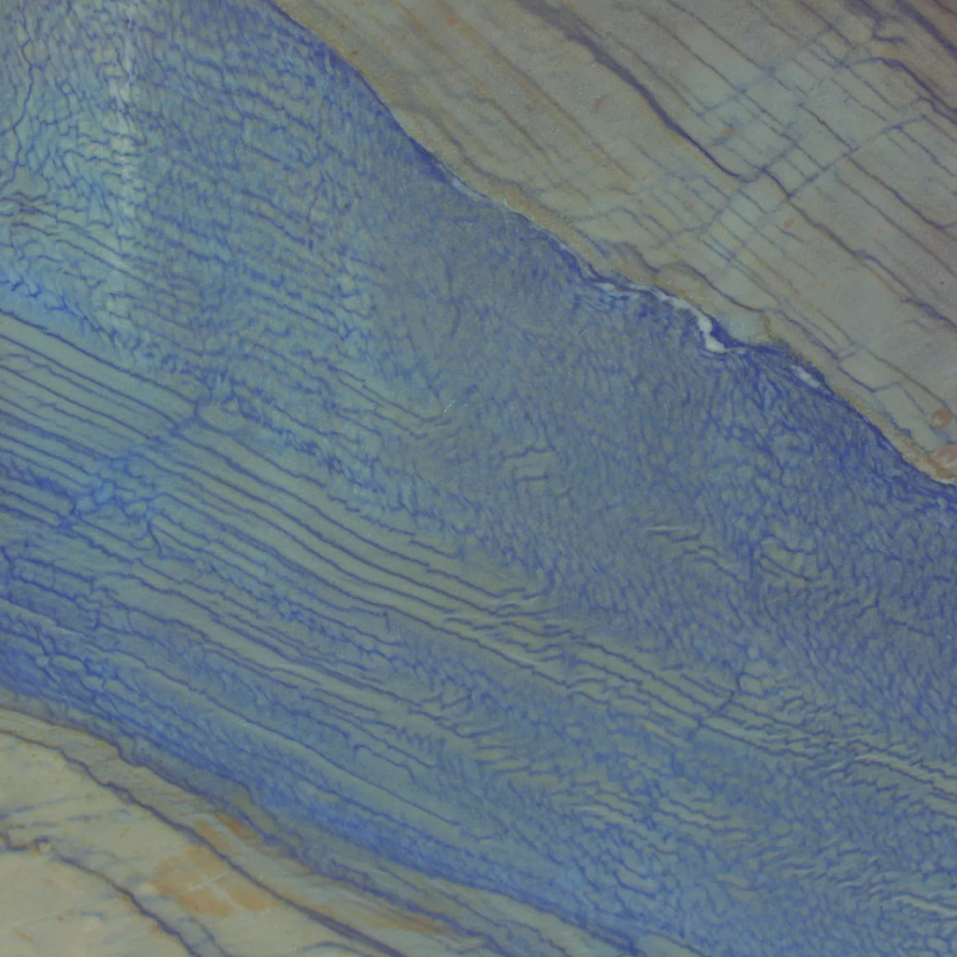 Kategorie 6 - Honey Blue