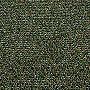 F1 astonish sandalwood